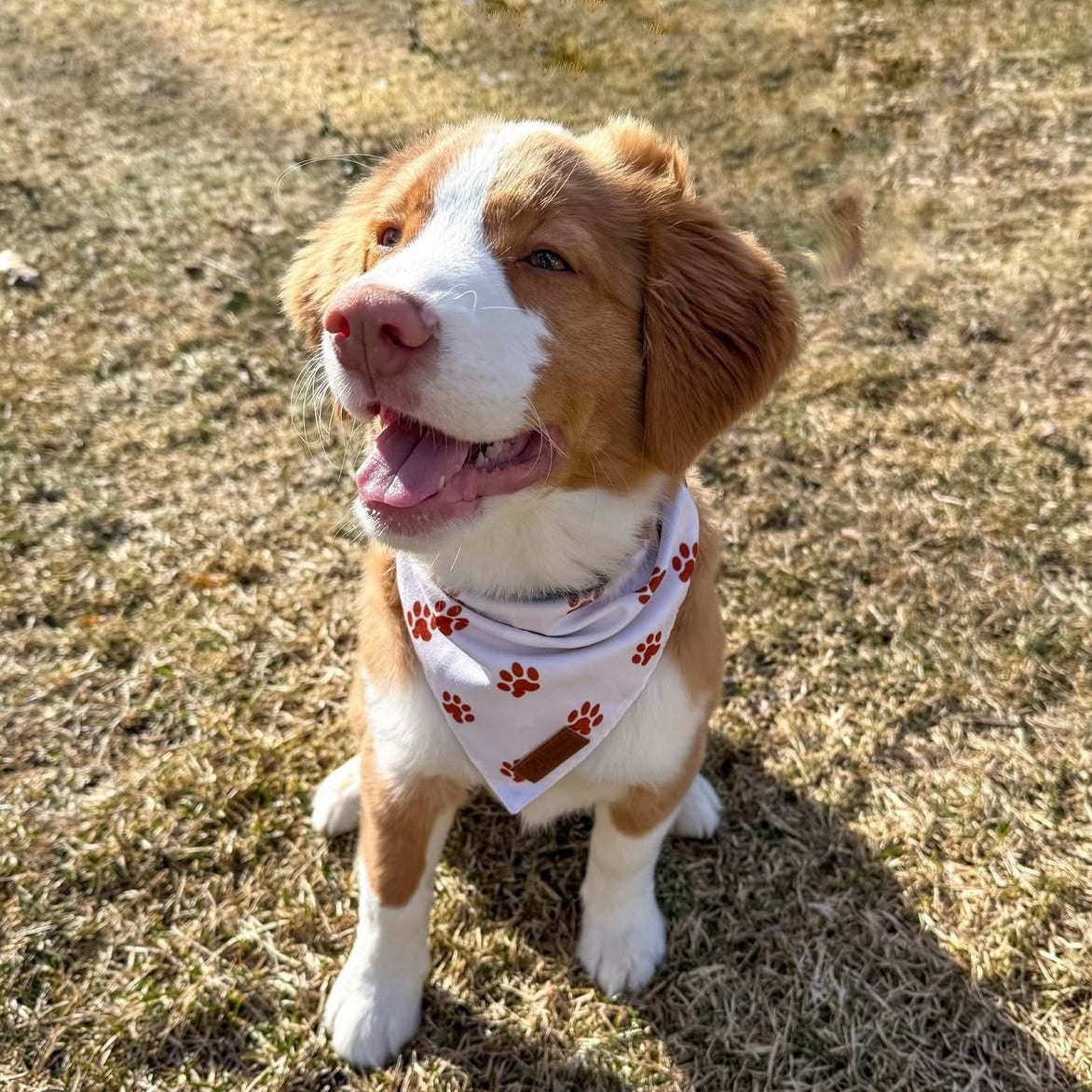 Good Doggo Reversible Bandana - Plaid & Paws