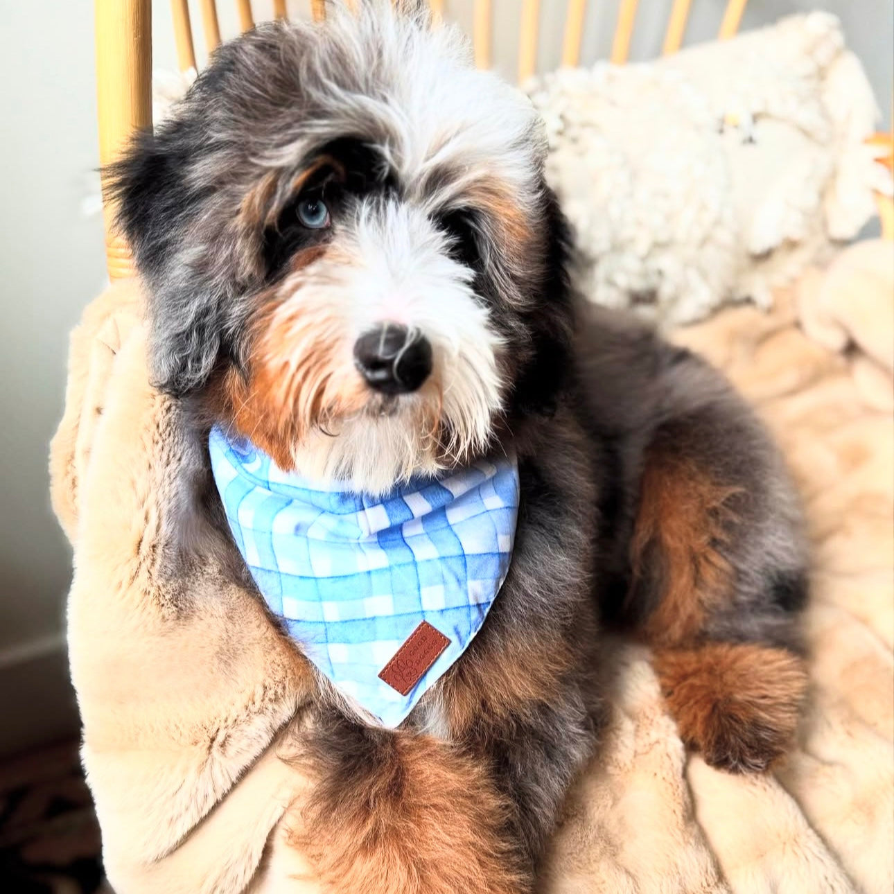 Good Doggo Reversible Bandana - Plaid & Paws