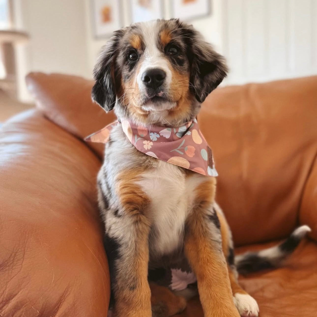 Good Doggo Bandana - Collecting Eggs
