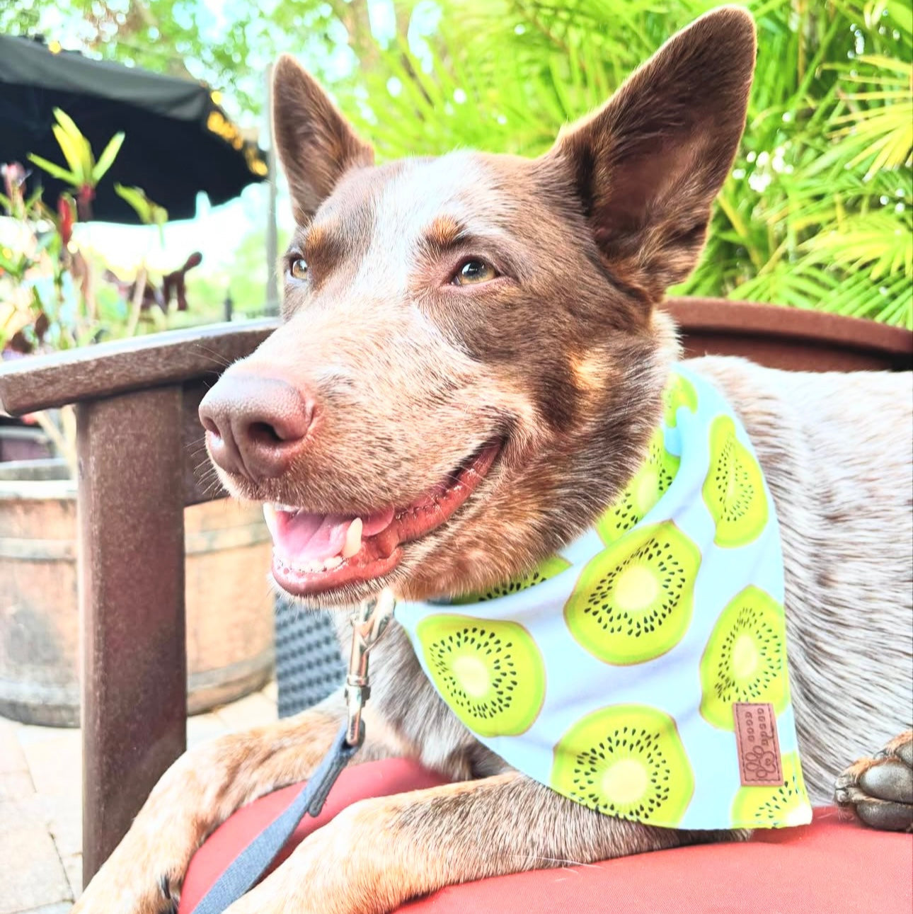 Good Doggo Bandana - Sweet Kiwi