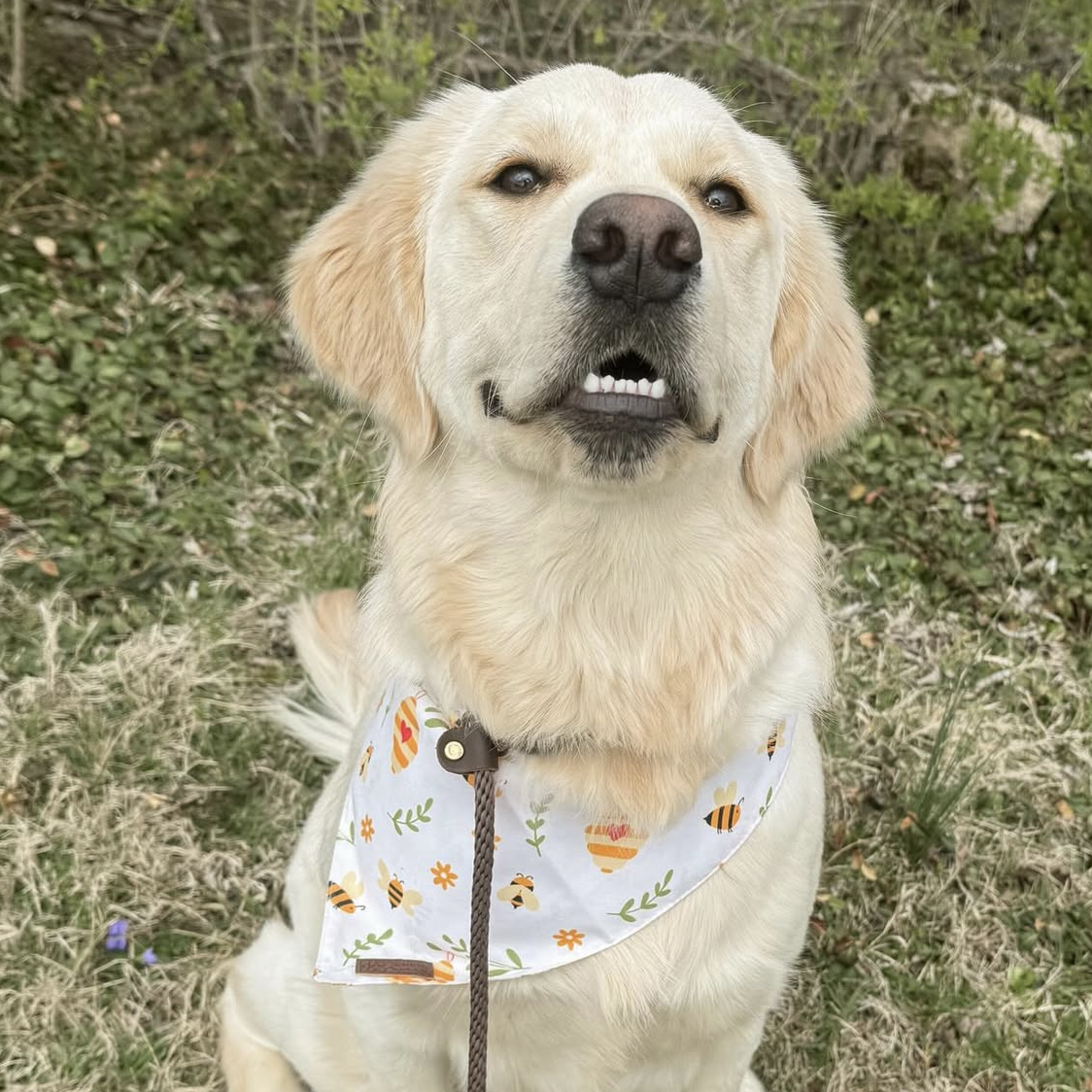 Good Doggo Bandana - Honey Bee