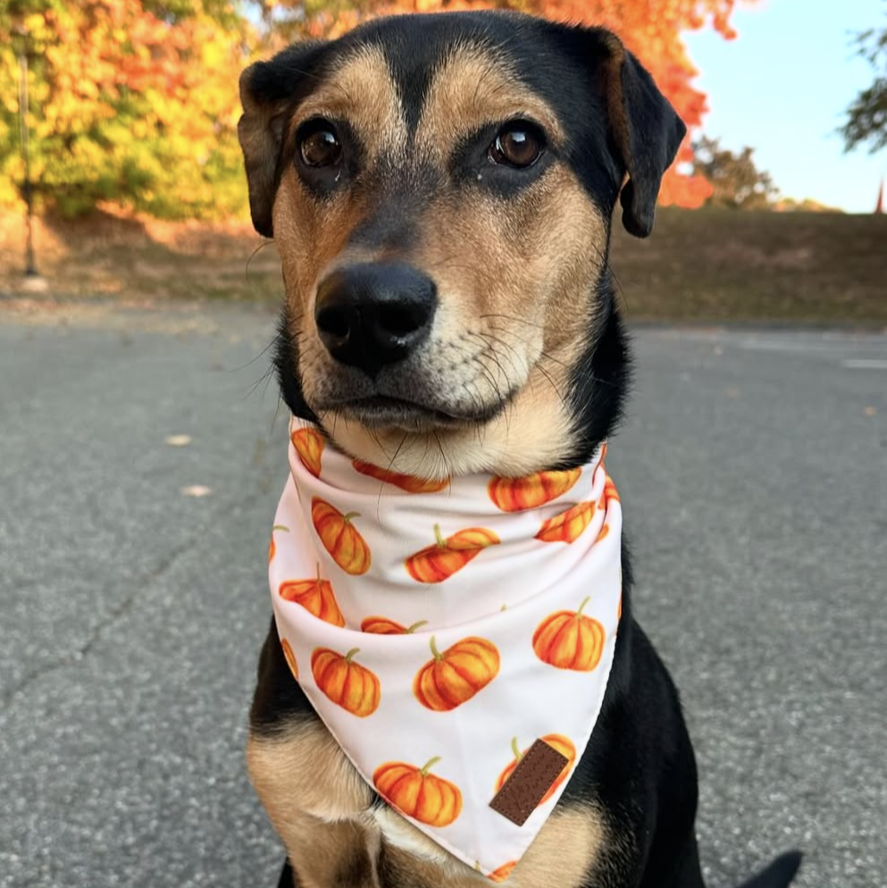 Good Doggo Reversible Bandana - Pumpkins & Plaid