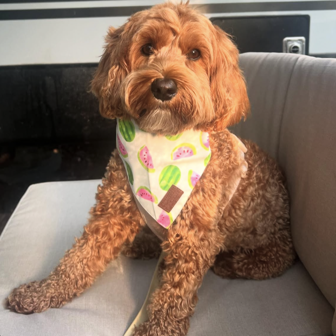 Good Doggo Bandana - Cool Watermelon